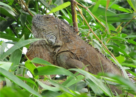 Costa Rica