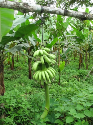 Ecuador