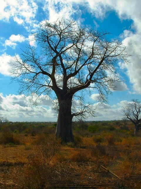 Kenia voor het gezin: familiereis