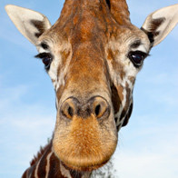 Kenia bij KoningAap Kidz