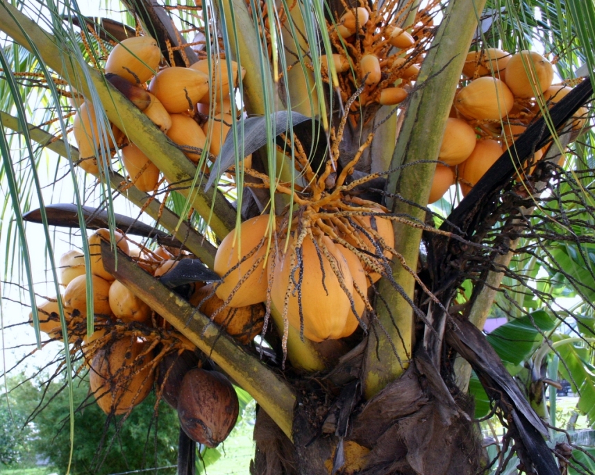 Rondreizen met Kinderen Suriname